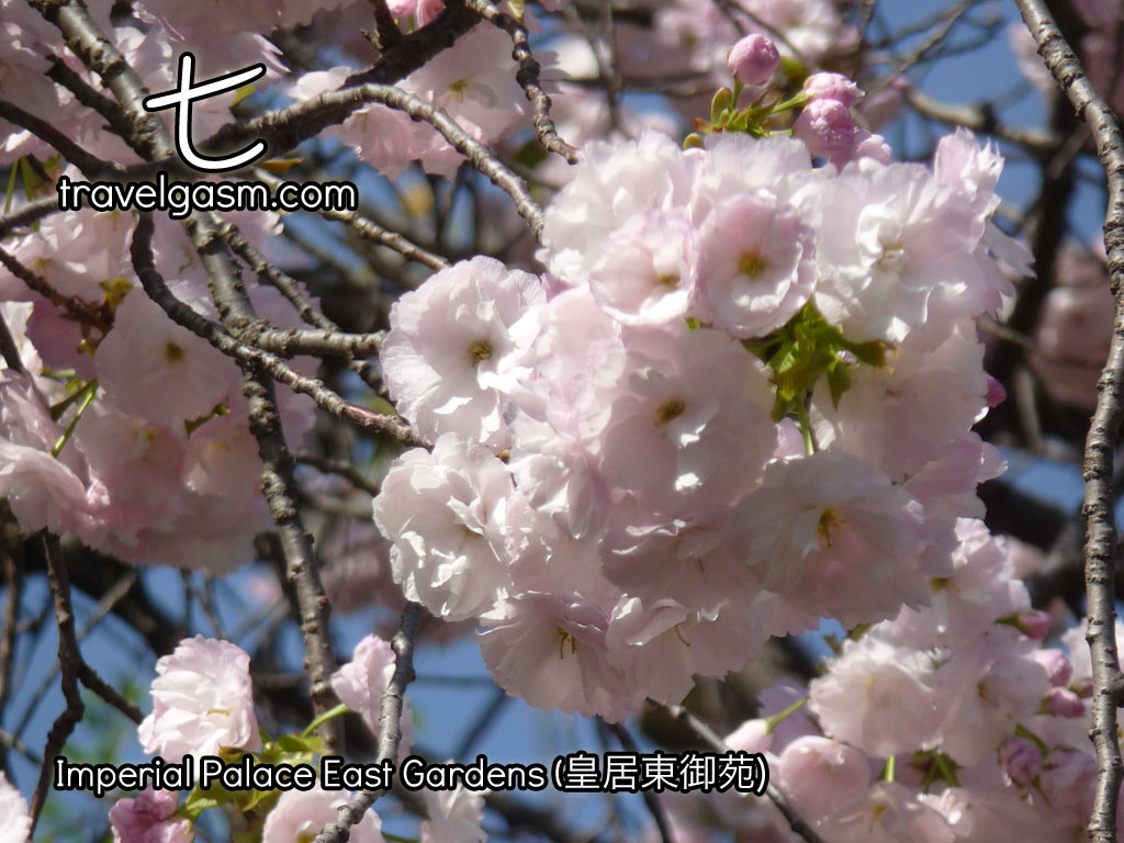 Cherry blossom season, or hanami, is a special time in Tokyo.