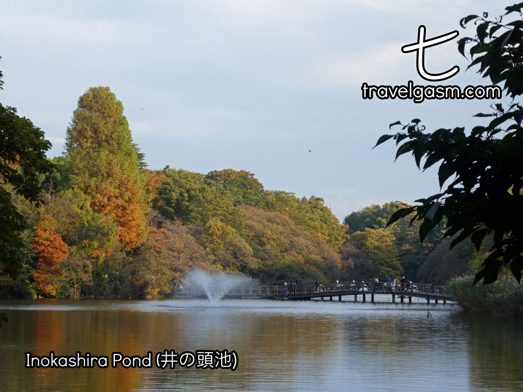 In the Kichijoji suburb, Inokashira Pond is a favorite in the area.